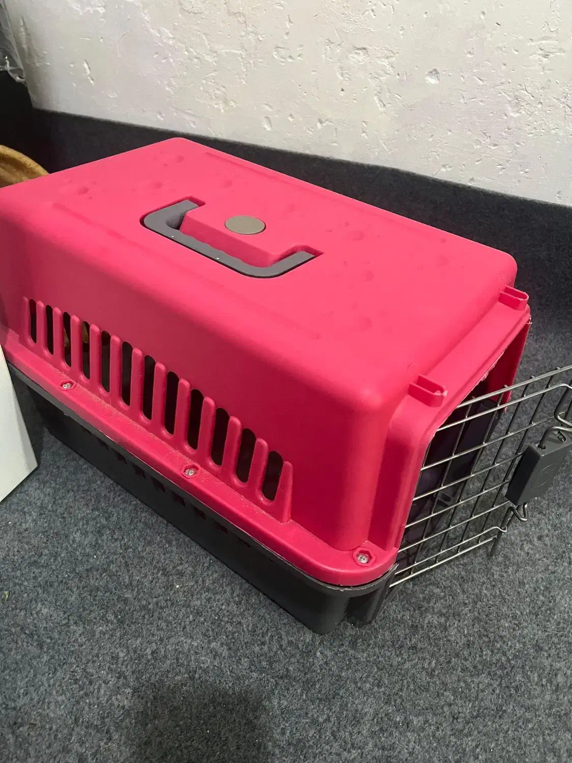 سگ بازیگوش|سگ|بندرعباس, |دیوار