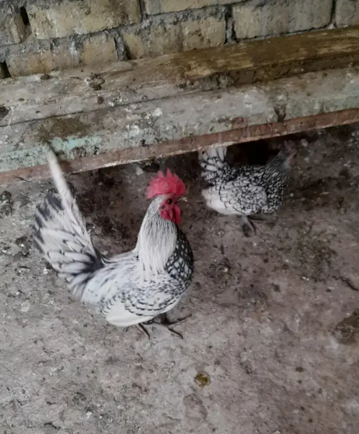 مرغ وخروس|حیوانات مزرعه|میلاجرد, |دیوار