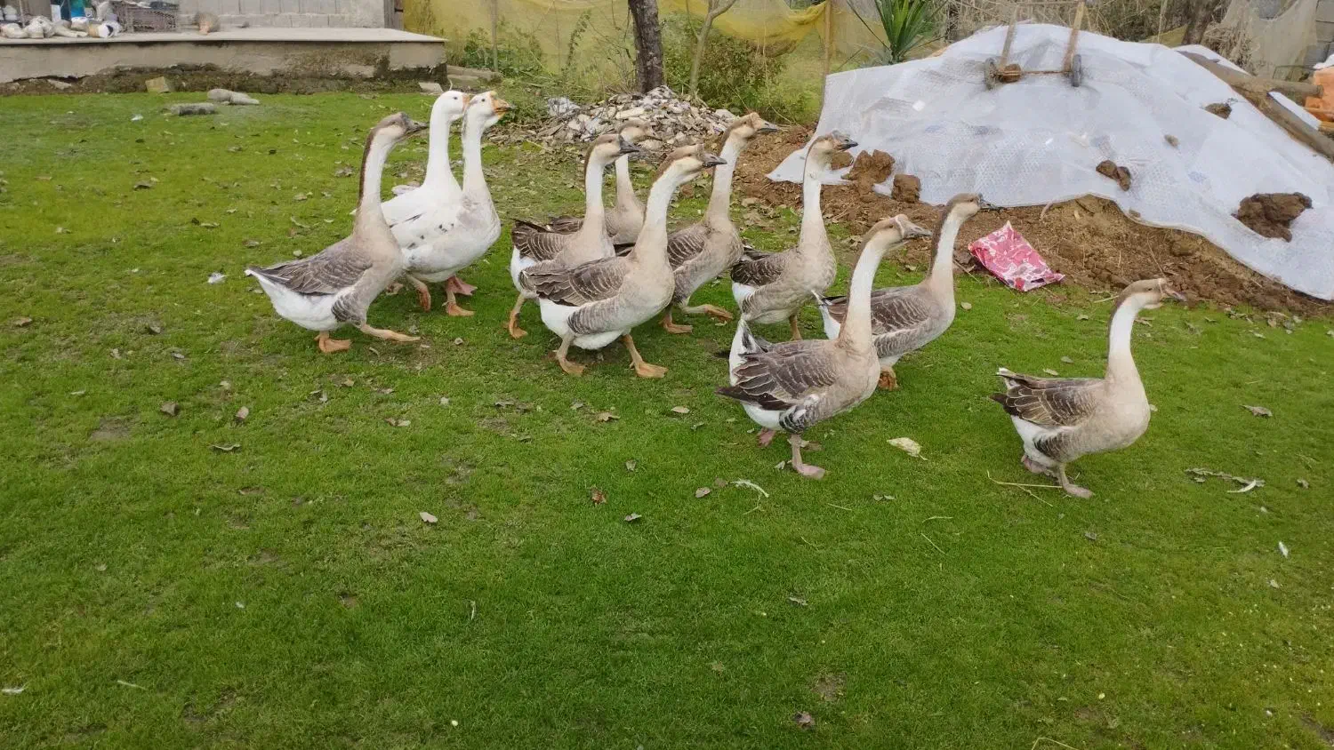 قو غاز سالم نر۱۴۰۰.    ماده ۱۳۰۰خودتون انتخاب کنید|حیوانات مزرعه|فومن, |دیوار