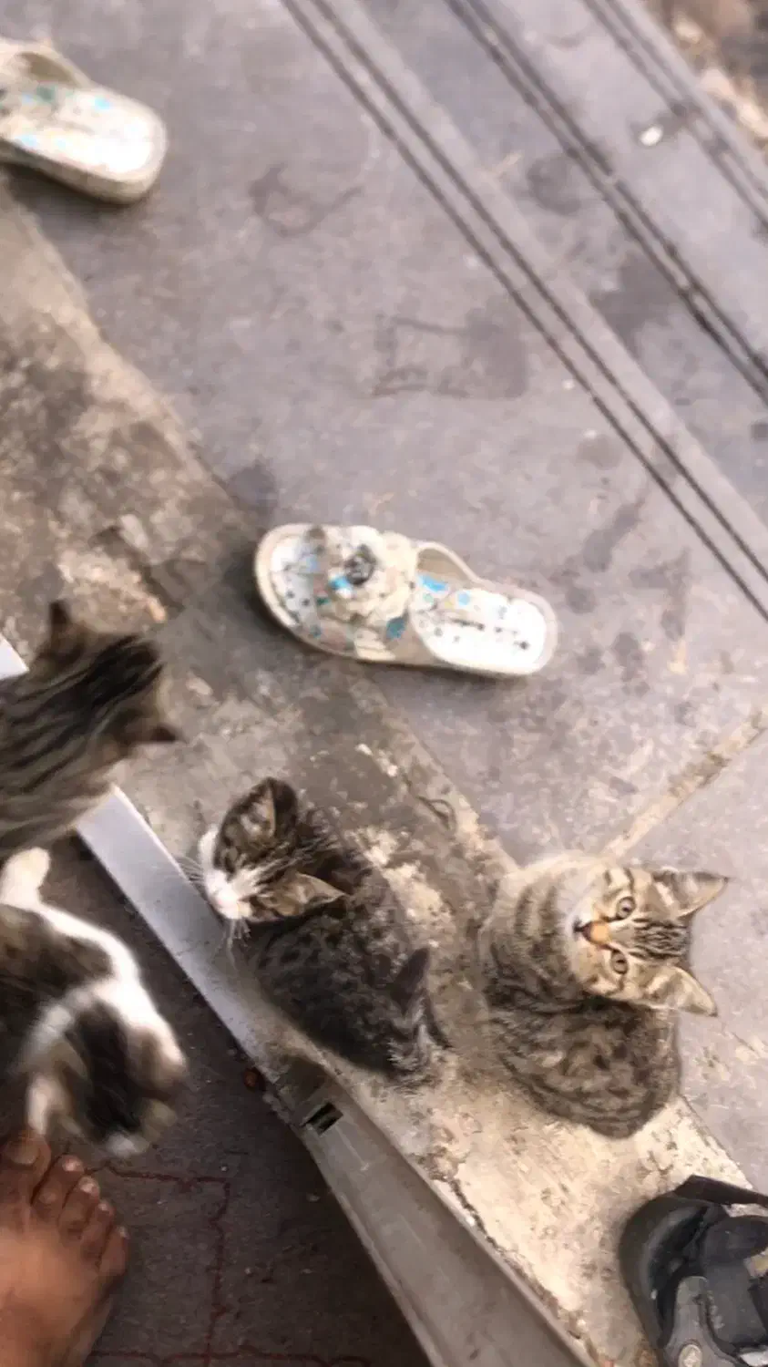 واگذاری گربه|گربه|خرمآباد (تنکابن), |دیوار