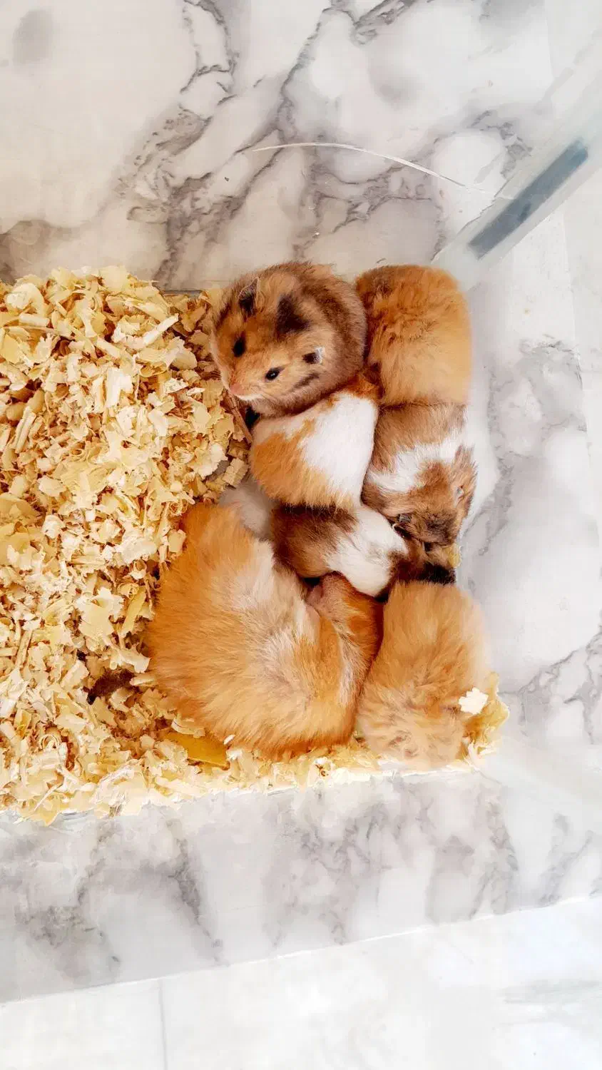 همستر|موش و خرگوش|رفسنجان, |دیوار