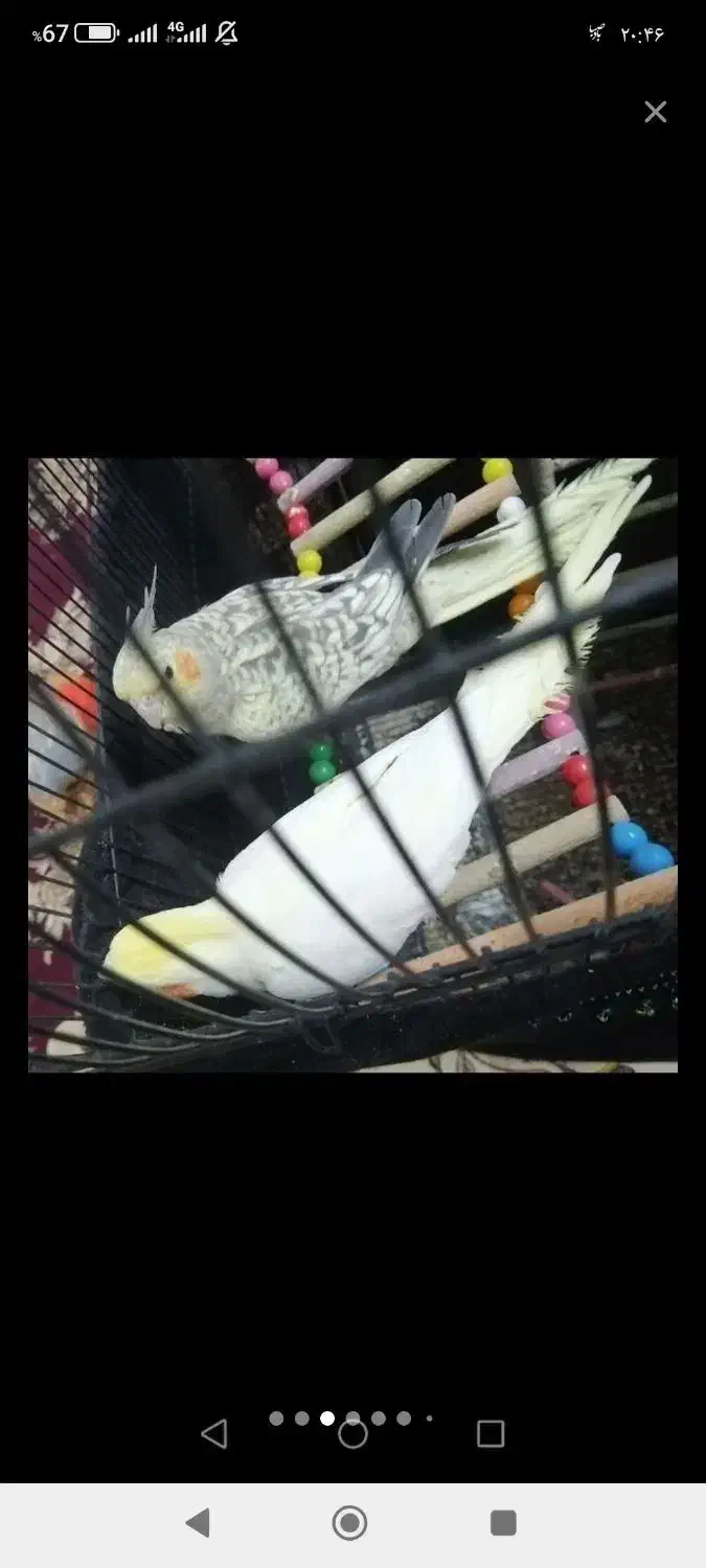 عروس هلندی جفت|پرنده|مشهد, تلگرد|دیوار