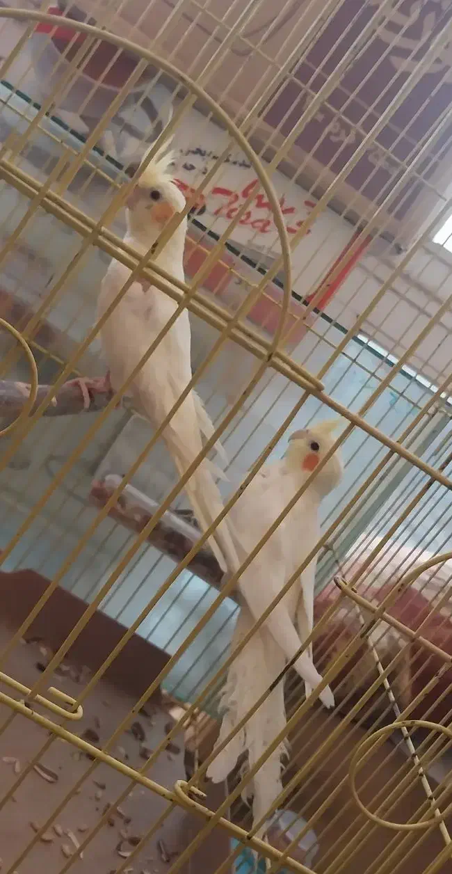 عروس هلندی ۵ماهه|پرنده|سرپل ذهاب, |دیوار