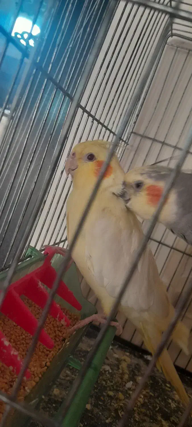 یه جفت عروس هلندی|موش و خرگوش|سهند, |دیوار