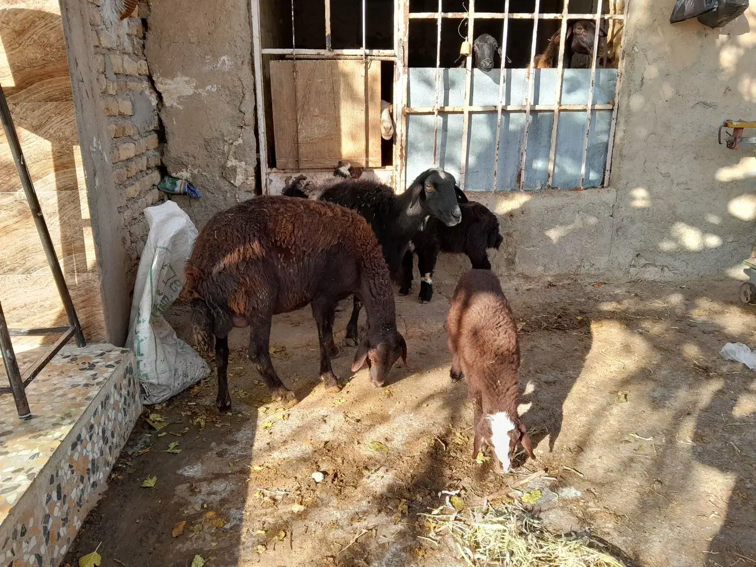دوتا میش و سه تا بره یکیش دوقلو|حیوانات مزرعه|زرین دشت (همدان), |دیوار