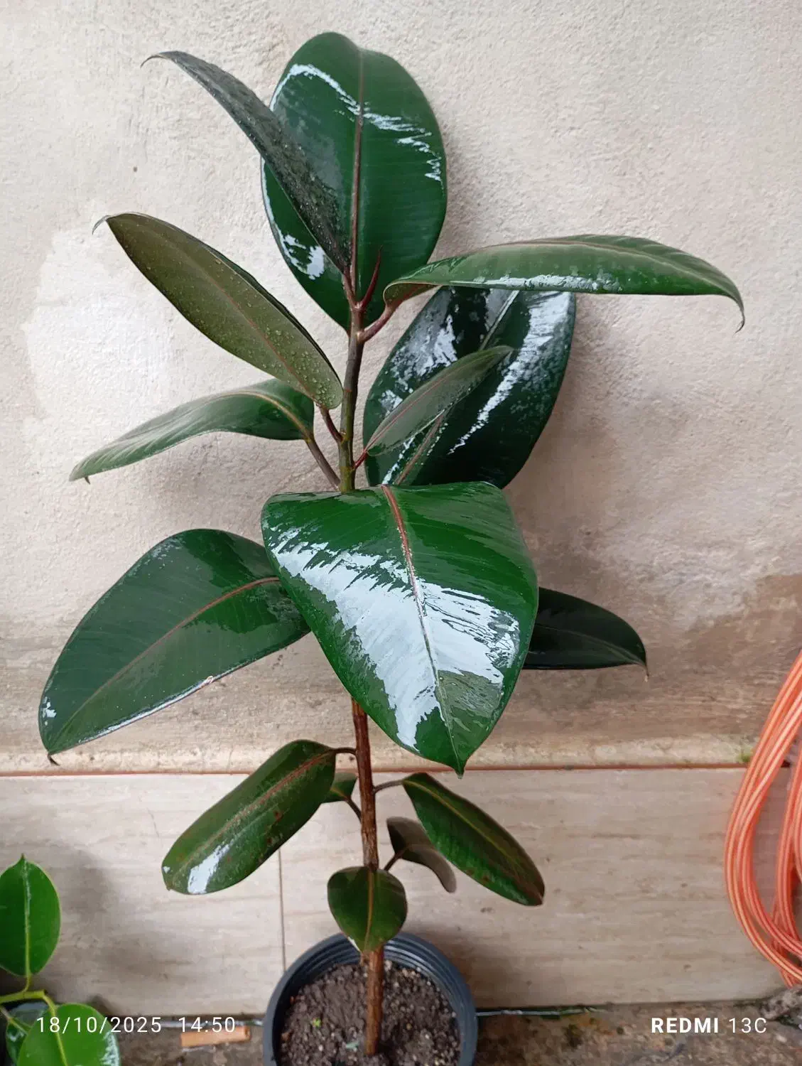 گل های زینتی و آپارتمانی|گل و گیاه طبیعی|رشت, حمیدیان|دیوار