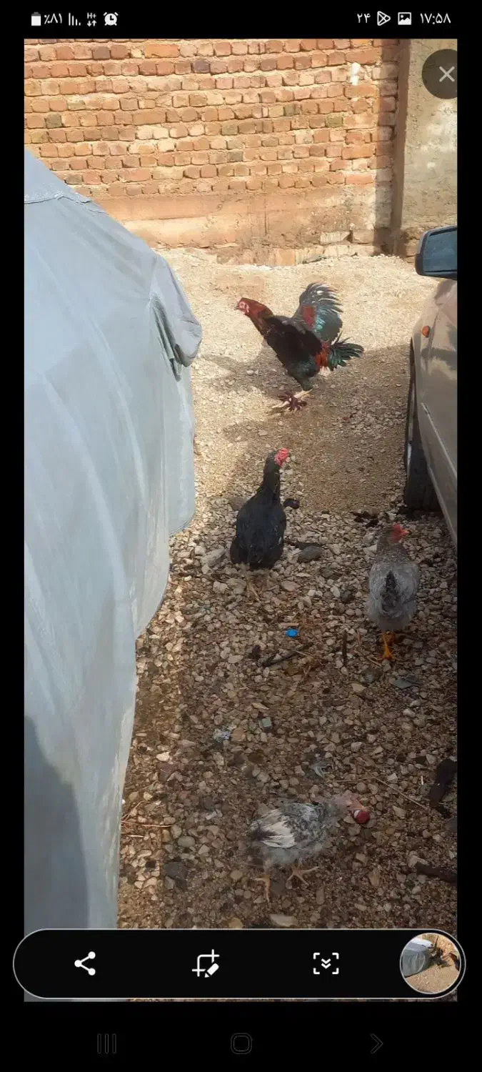 لاری مرغ سیاه جوجه لاری پنج شیش ماهه|حیوانات مزرعه|قصرشیرین, |دیوار