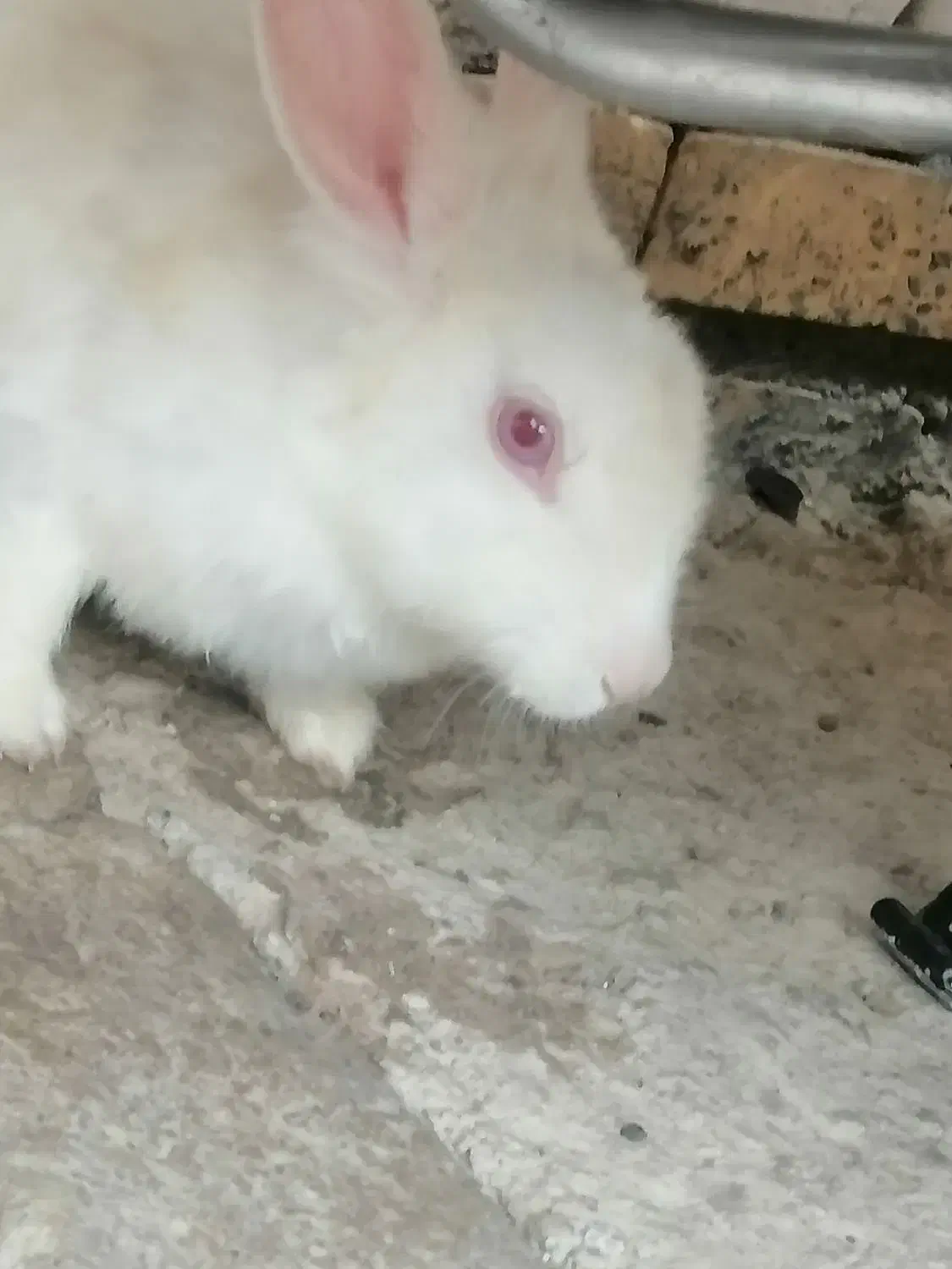 خرگوش|موش و خرگوش|گنبد کاووس, |دیوار