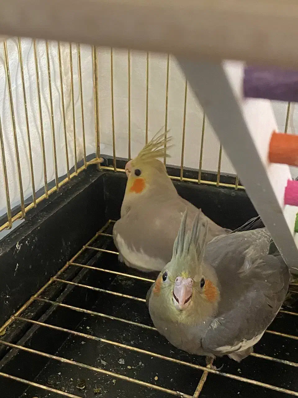 ۳ تا جوجه عروس هلندی|پرنده|تربت‌حیدریه, پائین ولایت|دیوار