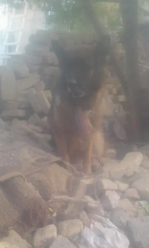 ژرمن شپرت اصلی|سگ|سبزوار, قاضی زاد|دیوار