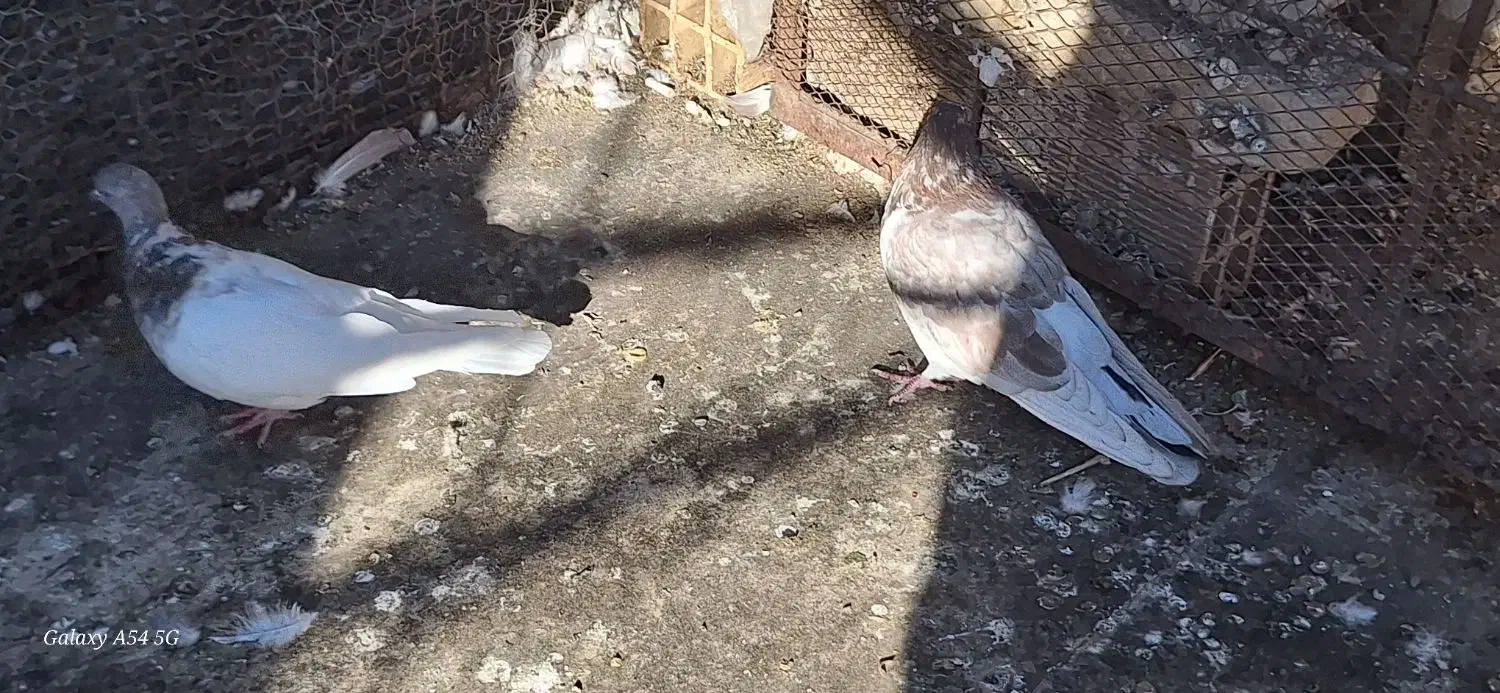 چکلی باشی گوی|پرنده|مرند, |دیوار