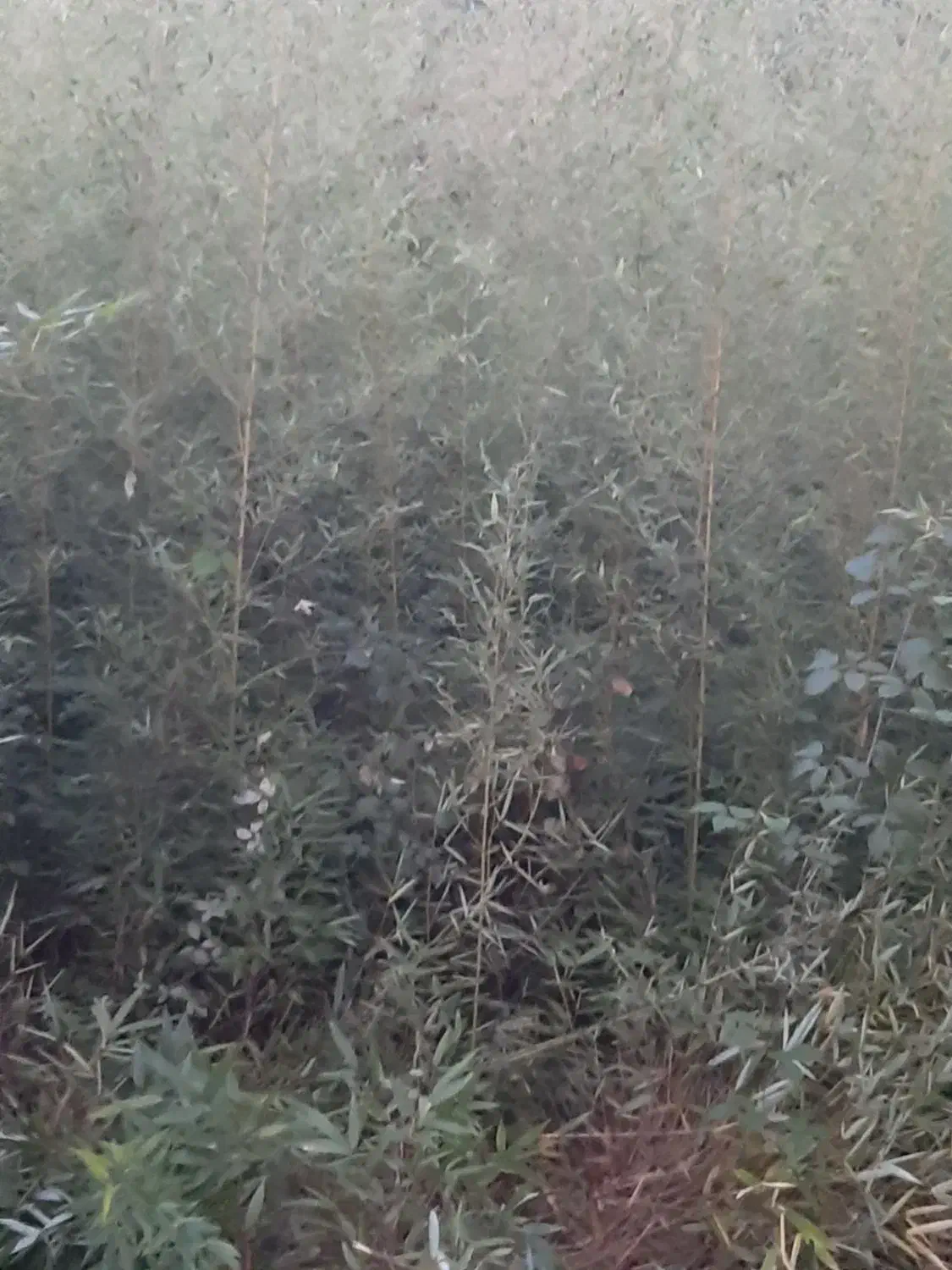 نی خیزران یا بامبو|گل و گیاه طبیعی|لاهیجان, لیل|دیوار