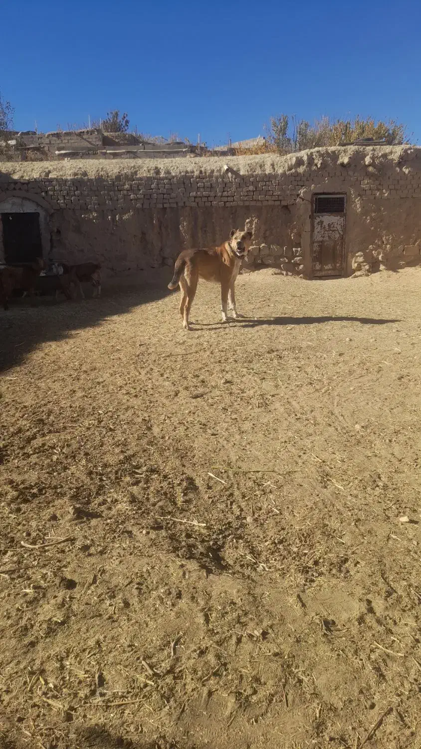 سگ گله|سگ|نیمبلوک, |دیوار