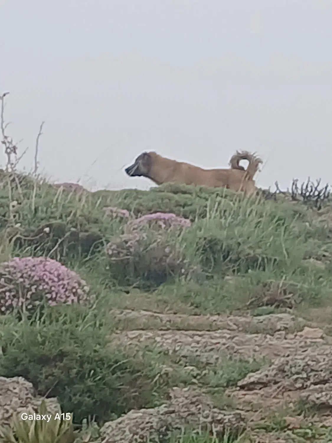 سگ سرابی یکساله ماده بسیار زرنگ وباهوش|سگ|قشلاق دشت, |دیوار