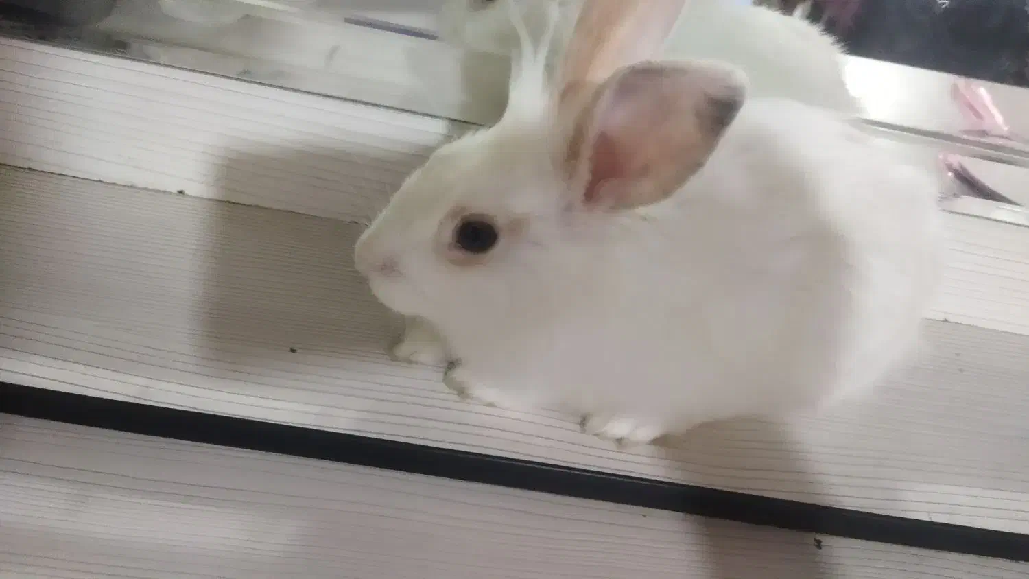 خرگوش|موش و خرگوش|تهران, جوادیه تهرانپارس|دیوار