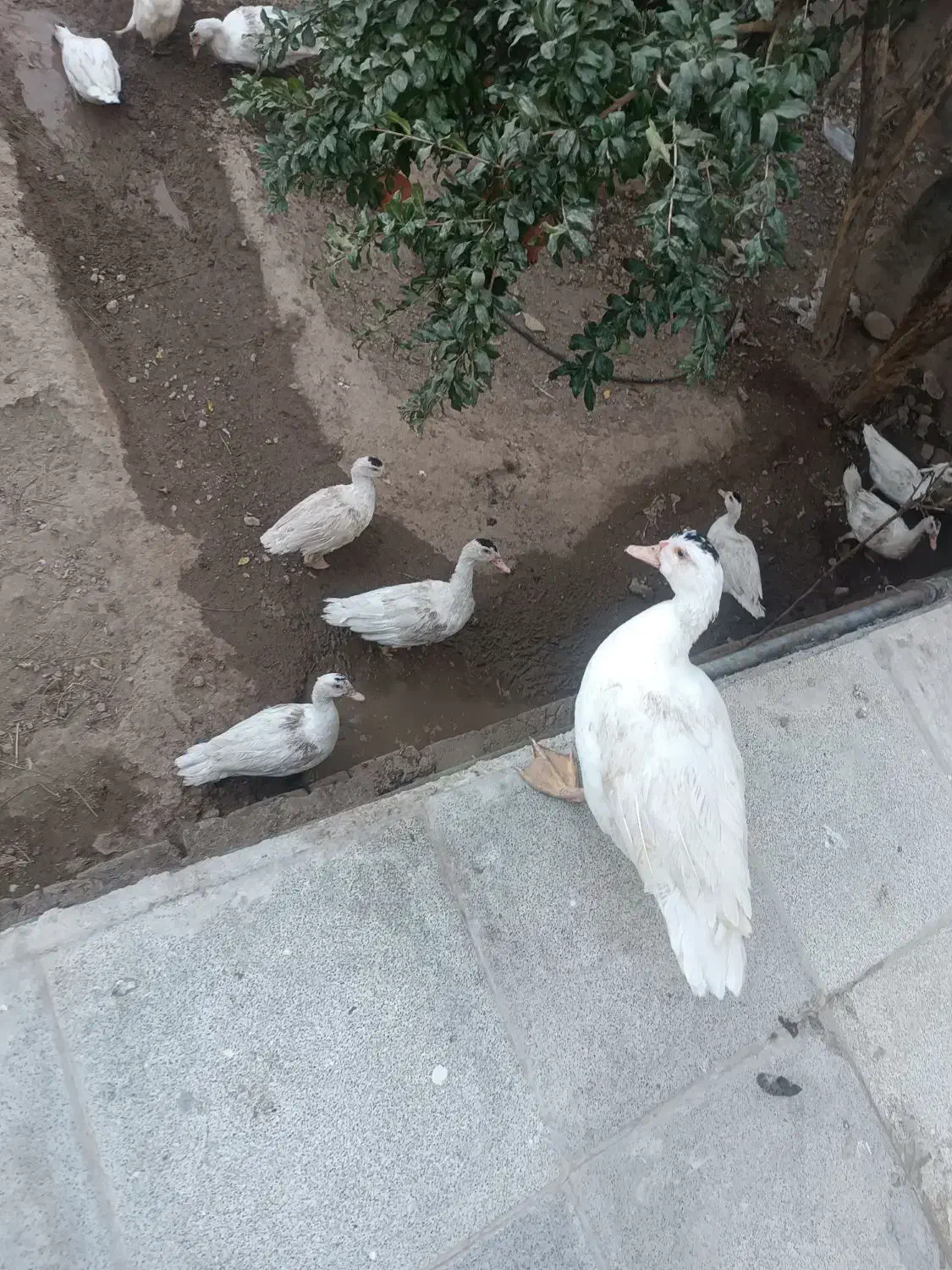 غاز|حیوانات مزرعه|مهریز, |دیوار