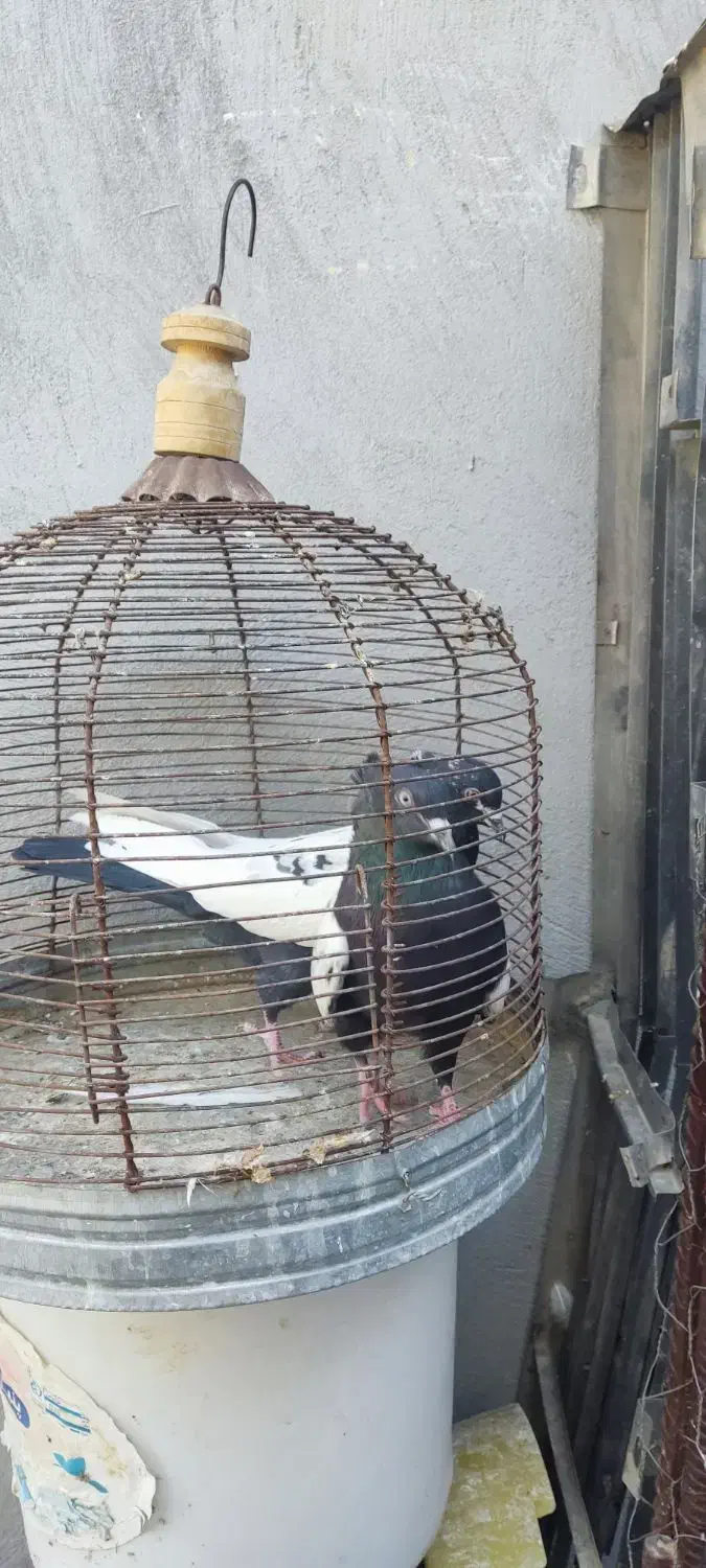 بهبهانی|پرنده|فیروزآباد (فارس), |دیوار