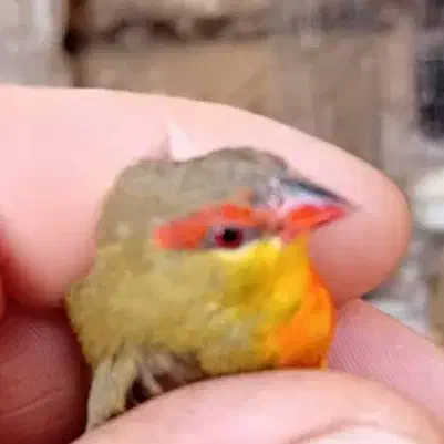 فنچ|پرنده|ساوه, |دیوار