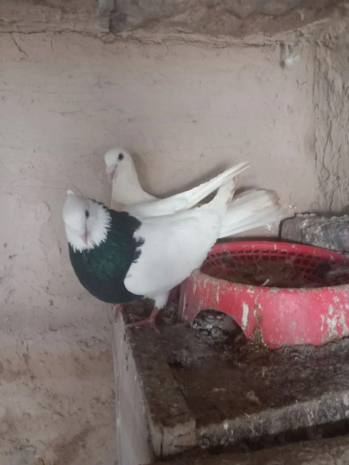 کفتر رنگه|پرنده|شیروان (خراسان), |دیوار