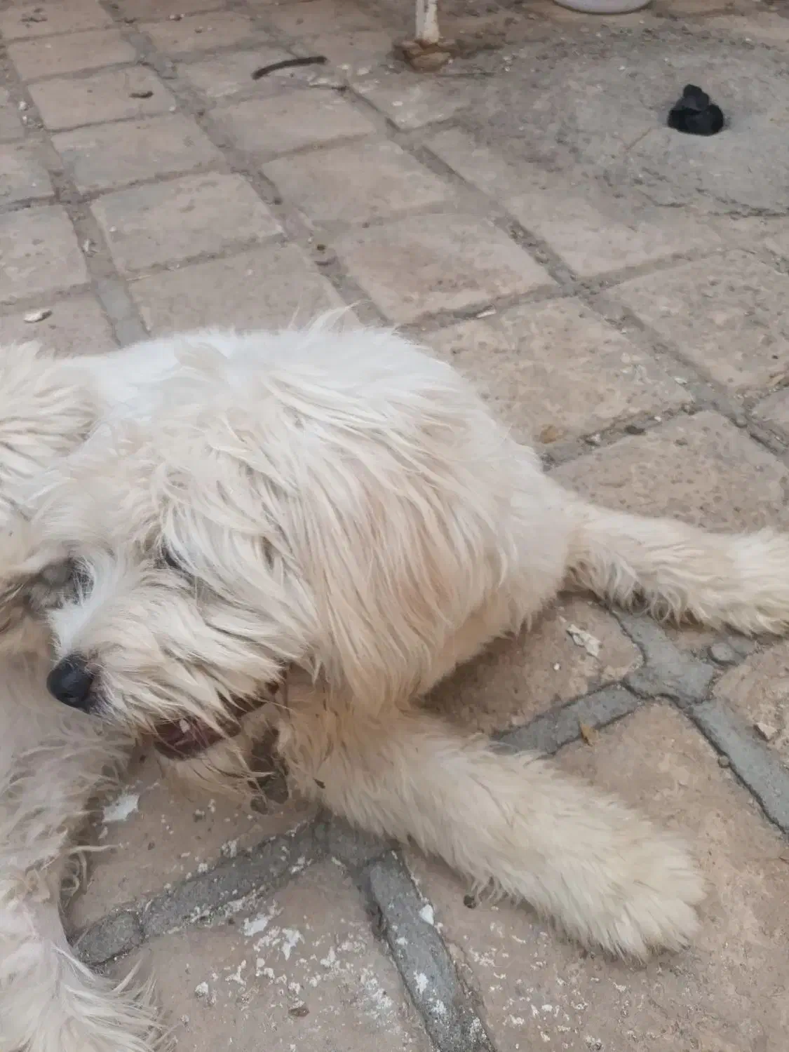 سگ شیتزو|سگ|کاشان, گریه|دیوار