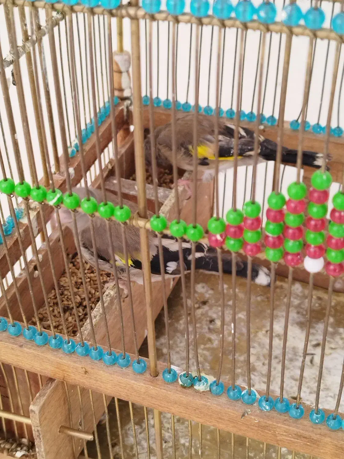 سهر جوجه|پرنده|قم, شهرک قدس|دیوار