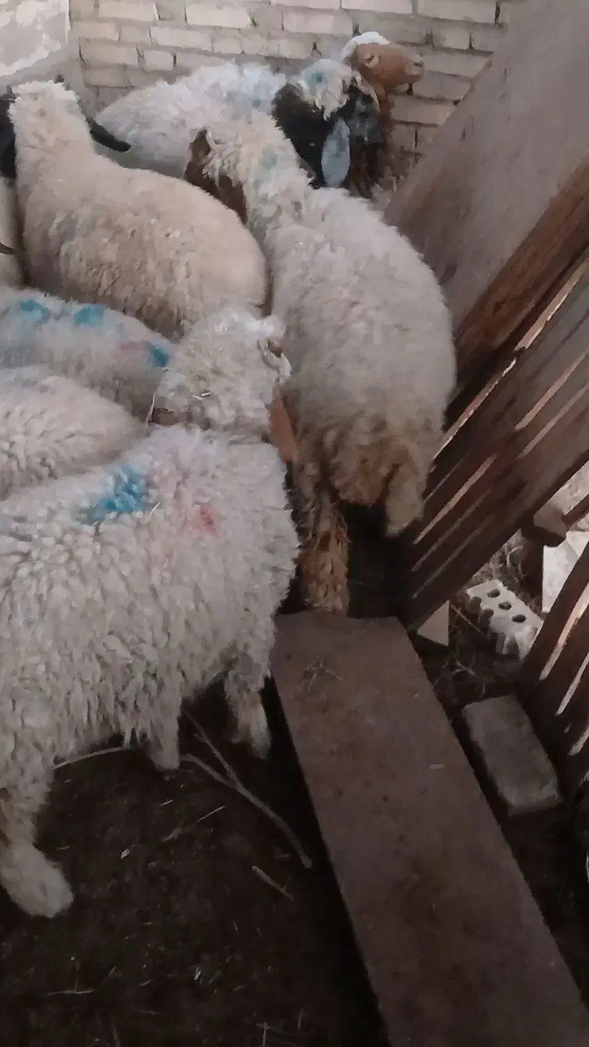 بره|حیوانات مزرعه|شوش, |دیوار