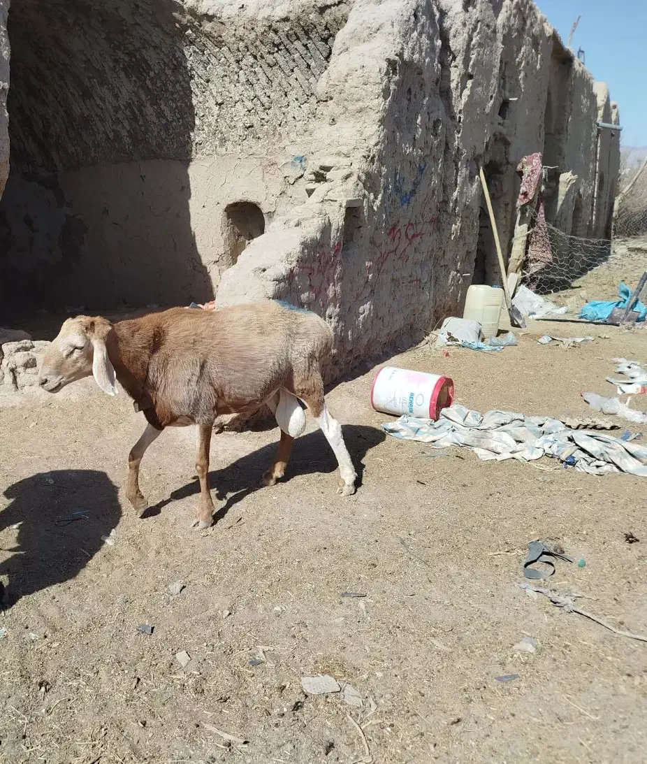 قوچ چینی دو دندون هست شهرستان درح|حیوانات مزرعه|درح, |دیوار