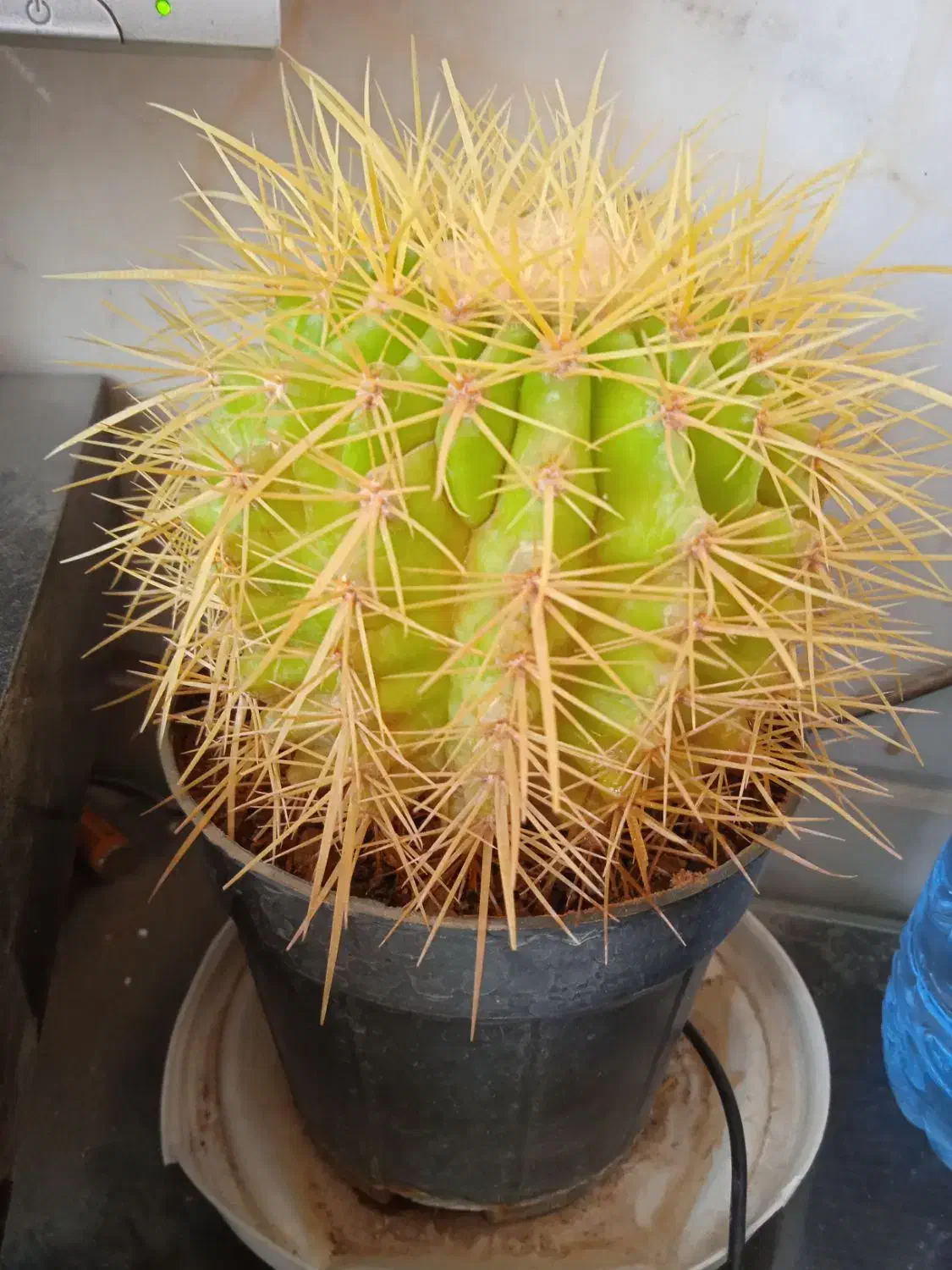 گل کاکتوس|گل و گیاه طبیعی|قم, امامزاده ابراهیم|دیوار