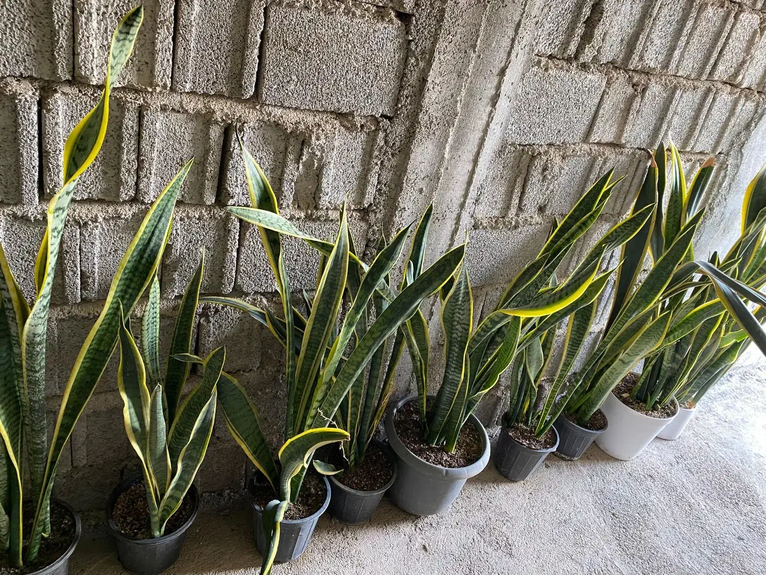 سانسوریا|گل و گیاه طبیعی|برازجان, |دیوار