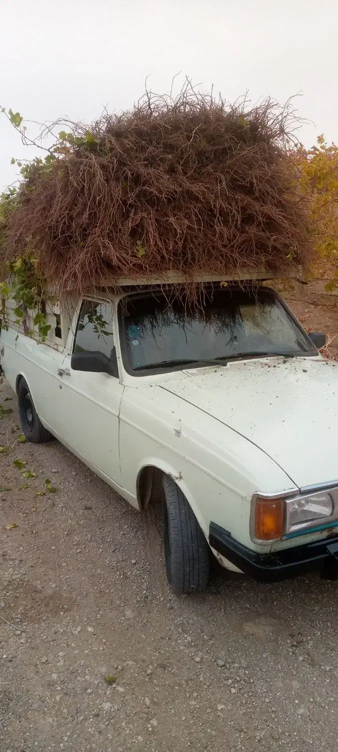 نهال انگور با کیفیت عالی|خدمات باغبانی و درختکاری|تاکستان, |دیوار