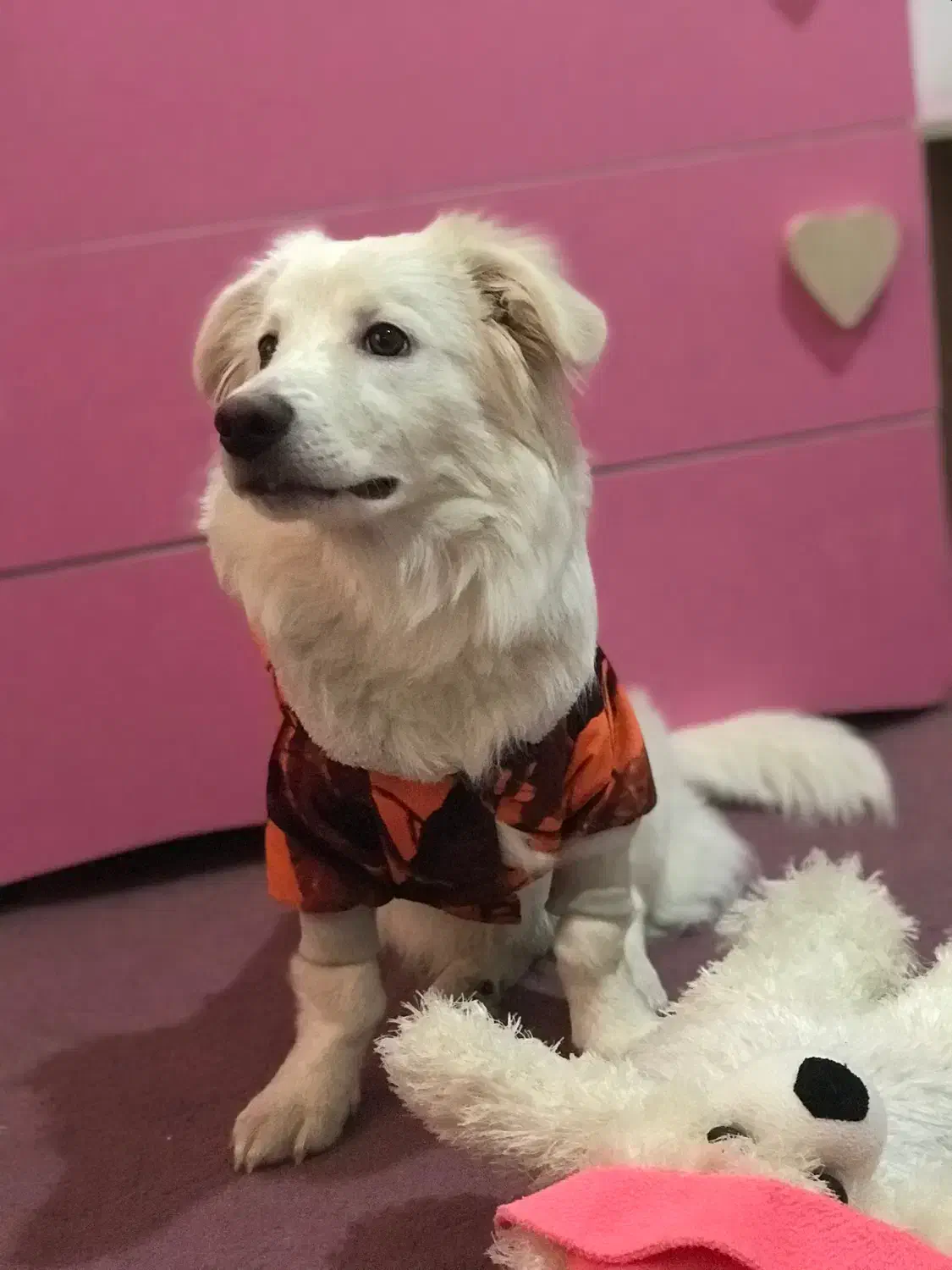 توله اشپیتز|سگ|رباط‌کریم, رباط‌کریم|دیوار