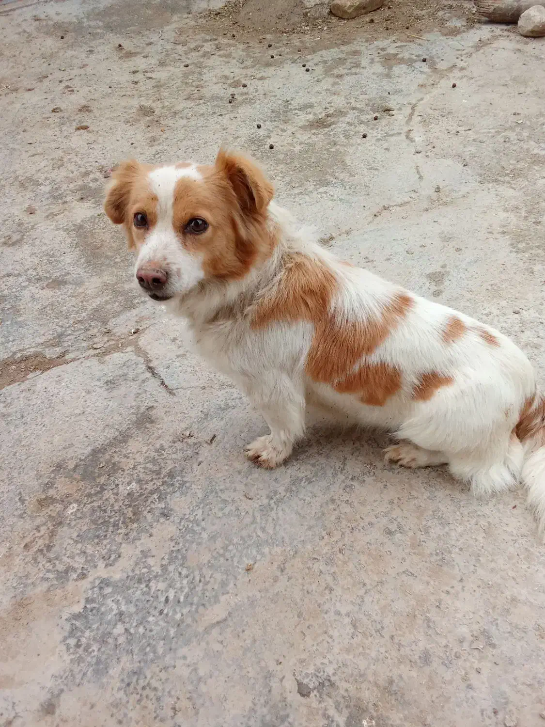 سگ پاکوتاه|سگ|آشخانه, |دیوار