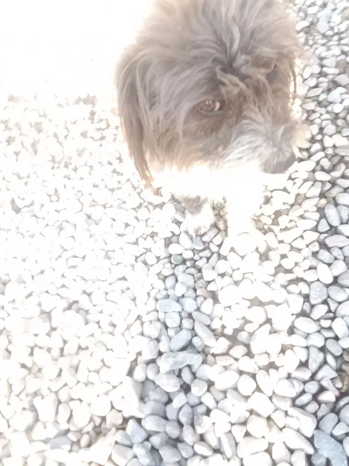 مارشالی|سگ|جیرفت, |دیوار