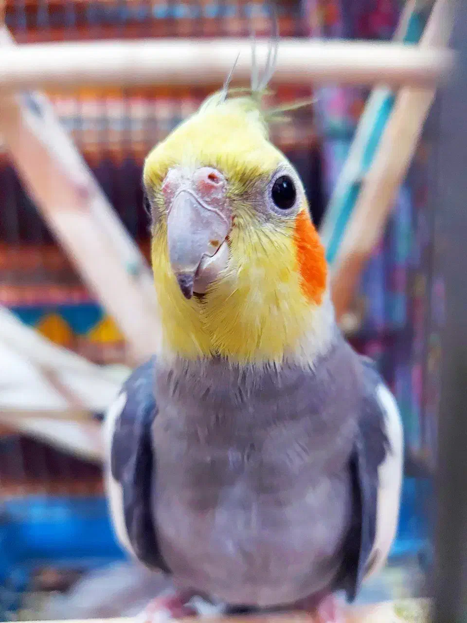 عروس هلندی مولد|پرنده|میاندوآب, |دیوار