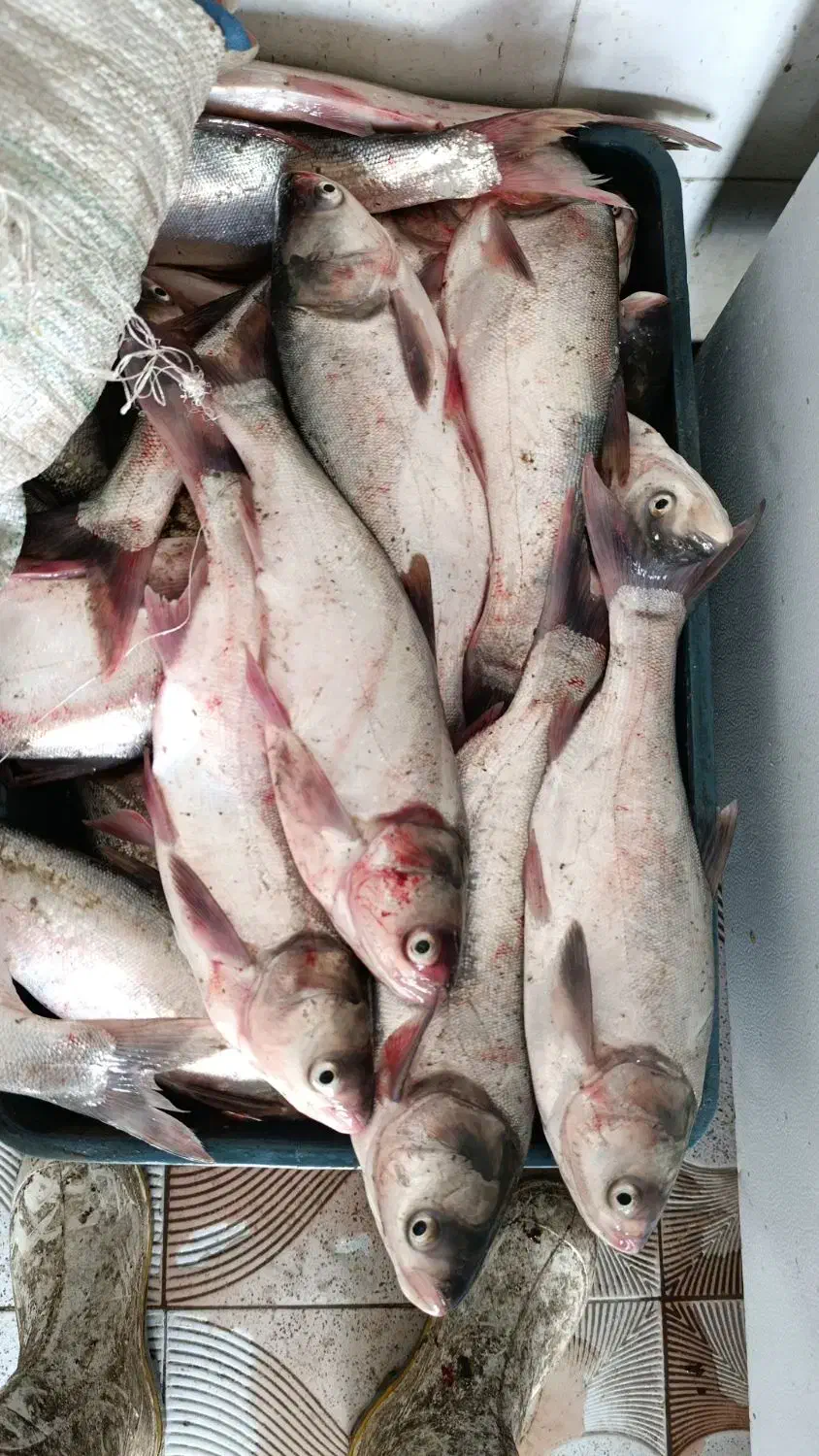 ماهی فروشی سعید|ماهی|شوش, |دیوار