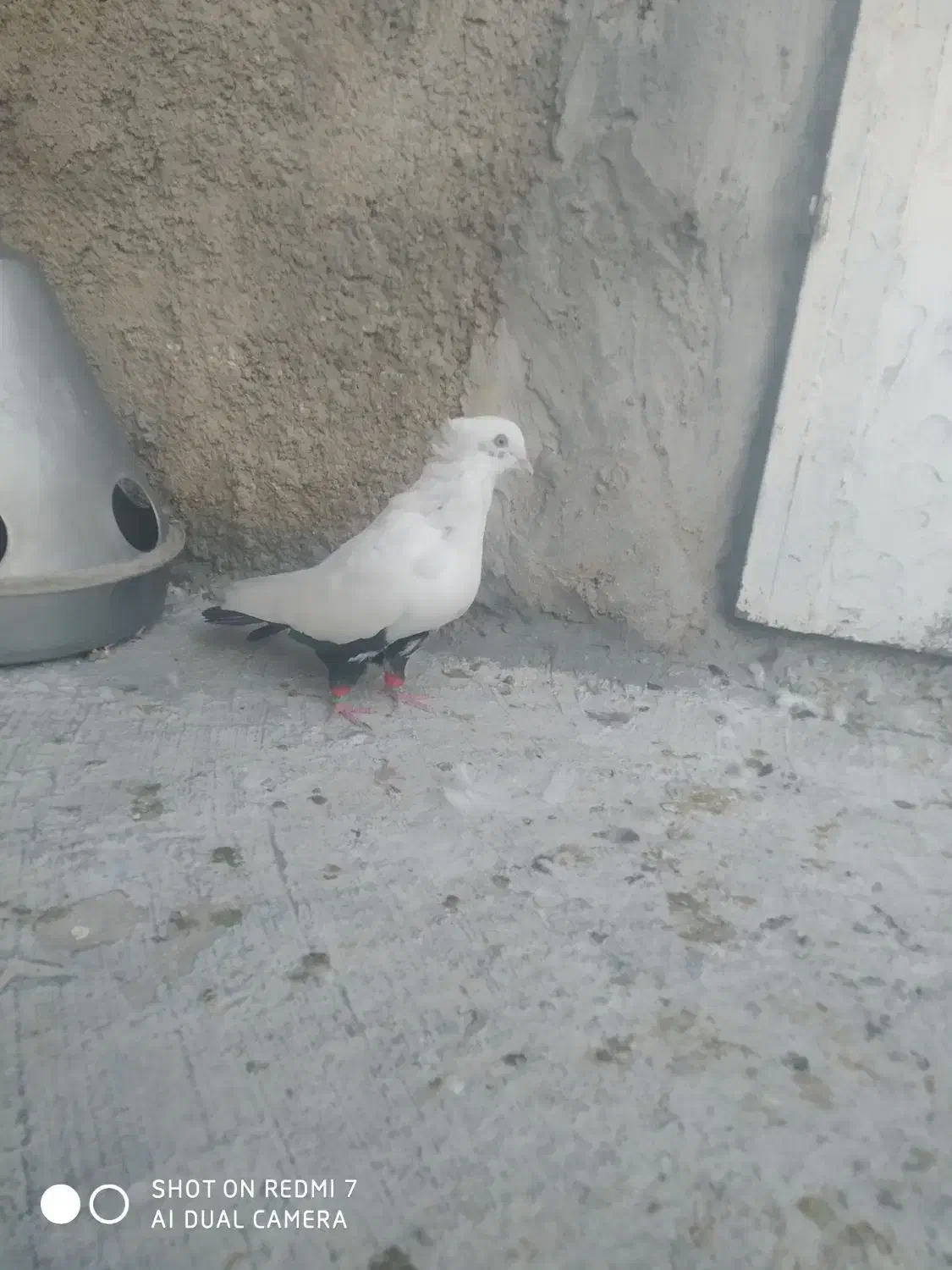 کفتر کبوتر|پرنده|شیراز, نصر|دیوار