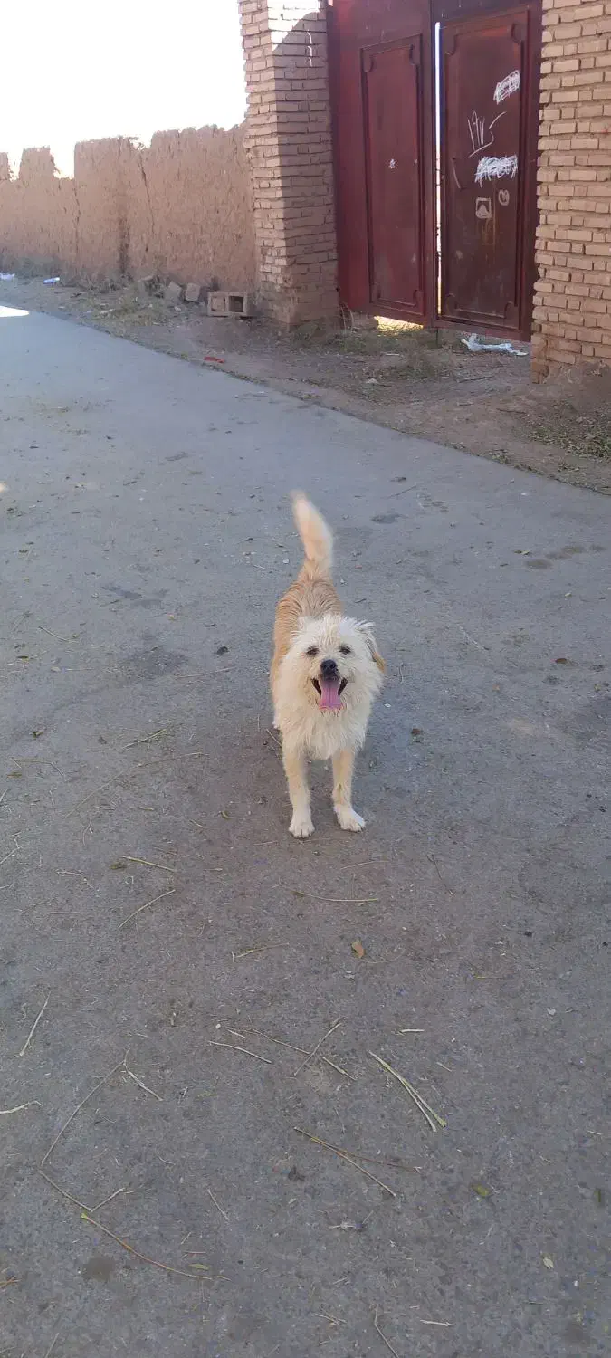 ۱ ملیون پونصد|سگ|زرند, |دیوار