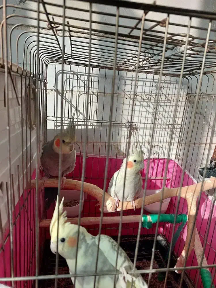 سه عدد عروس هلندی|پرنده|آبیک, |دیوار