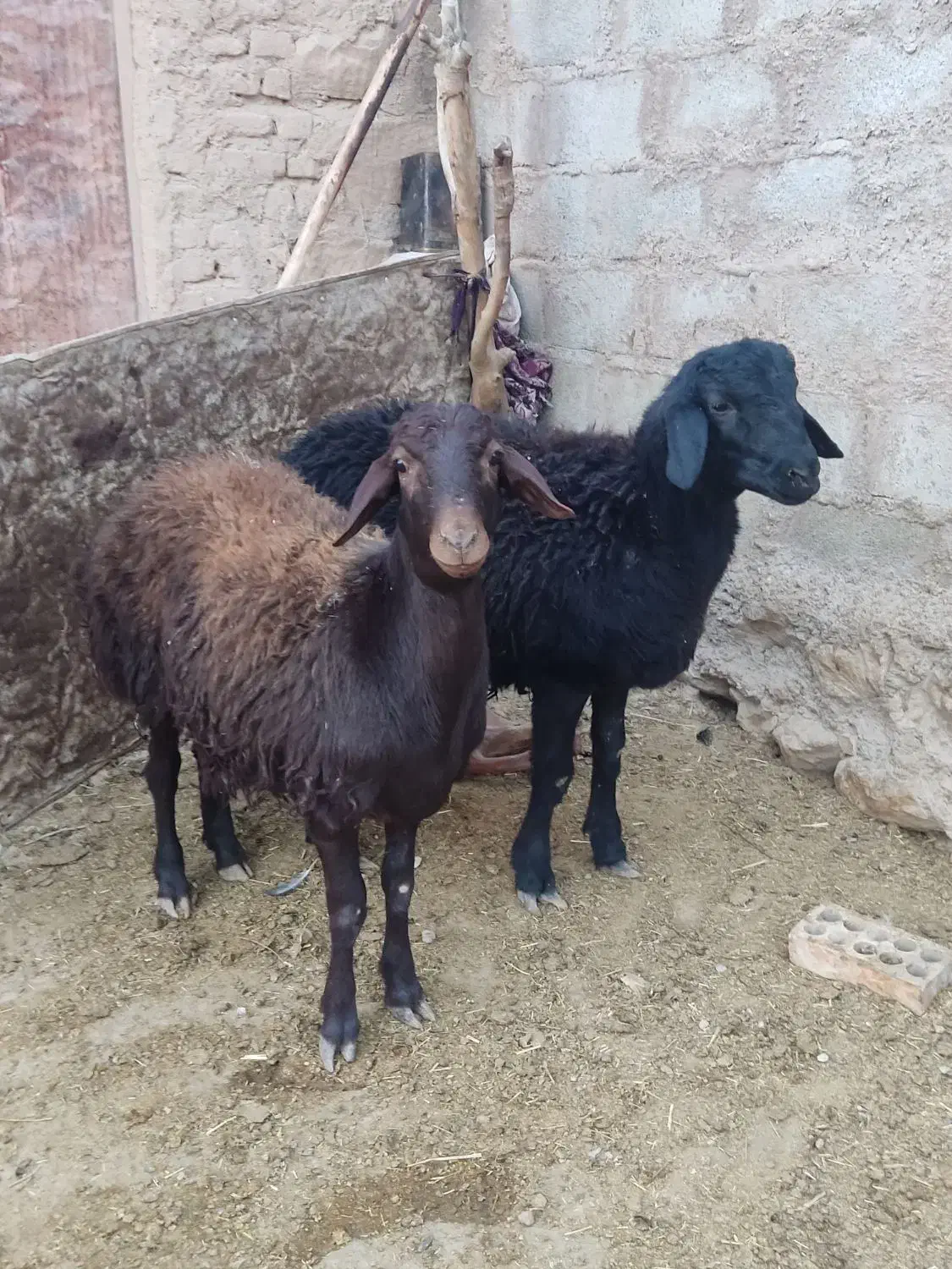 بره قوچ قره قزل درجه یک|حیوانات مزرعه|کوهدشت, |دیوار