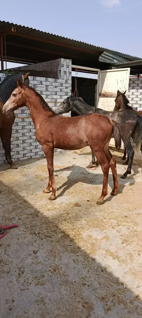 کره نریان|اسب و تجهیزات اسبسواری|میناب, |دیوار