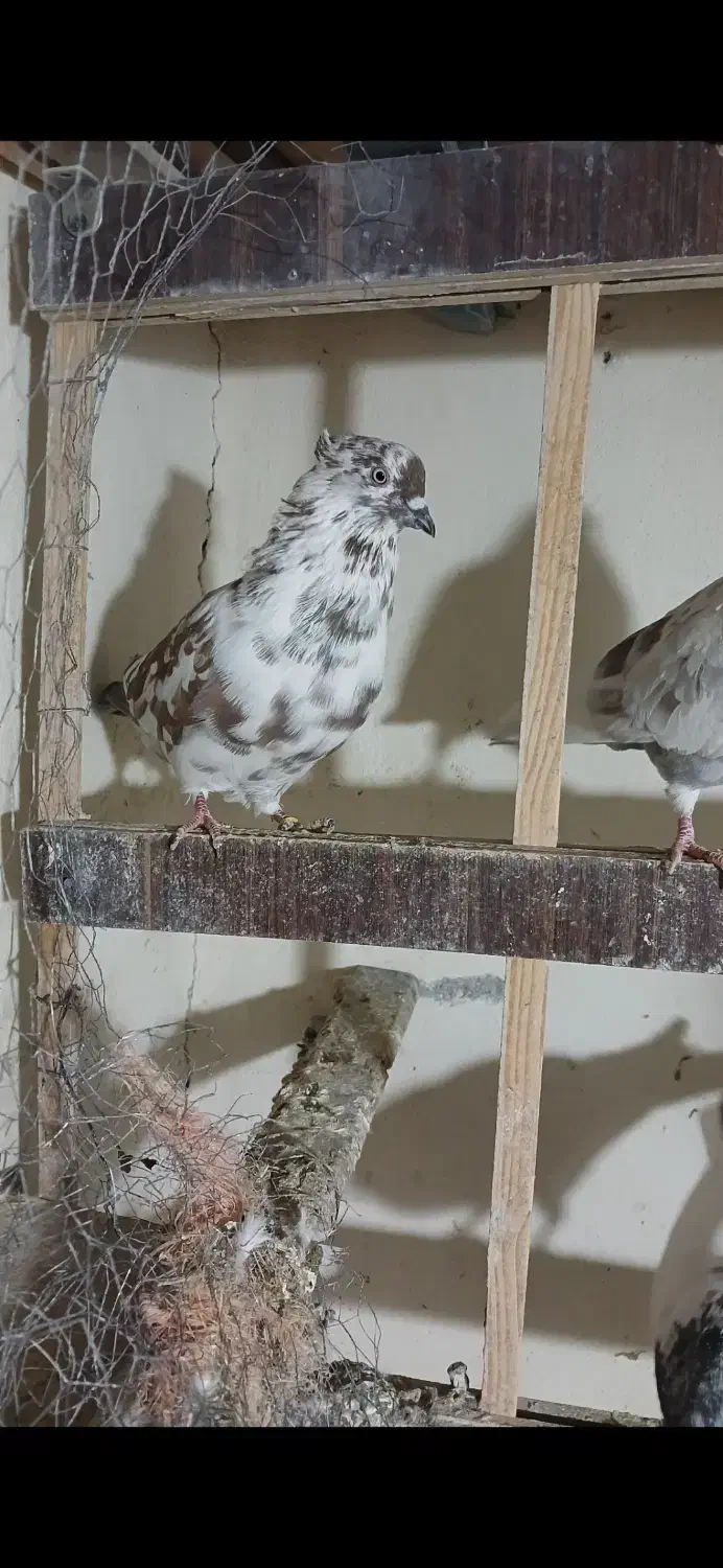 کبوتر پرشی|پرنده|شهریار, شهریار|دیوار