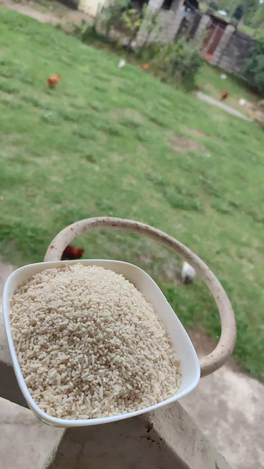 برنج درشت ،سرلاشه نیم دانه هاشمی سورتینگ شده|خوردنی و آشامیدنی|رشت, شهرک شهید رجایی|دیوار