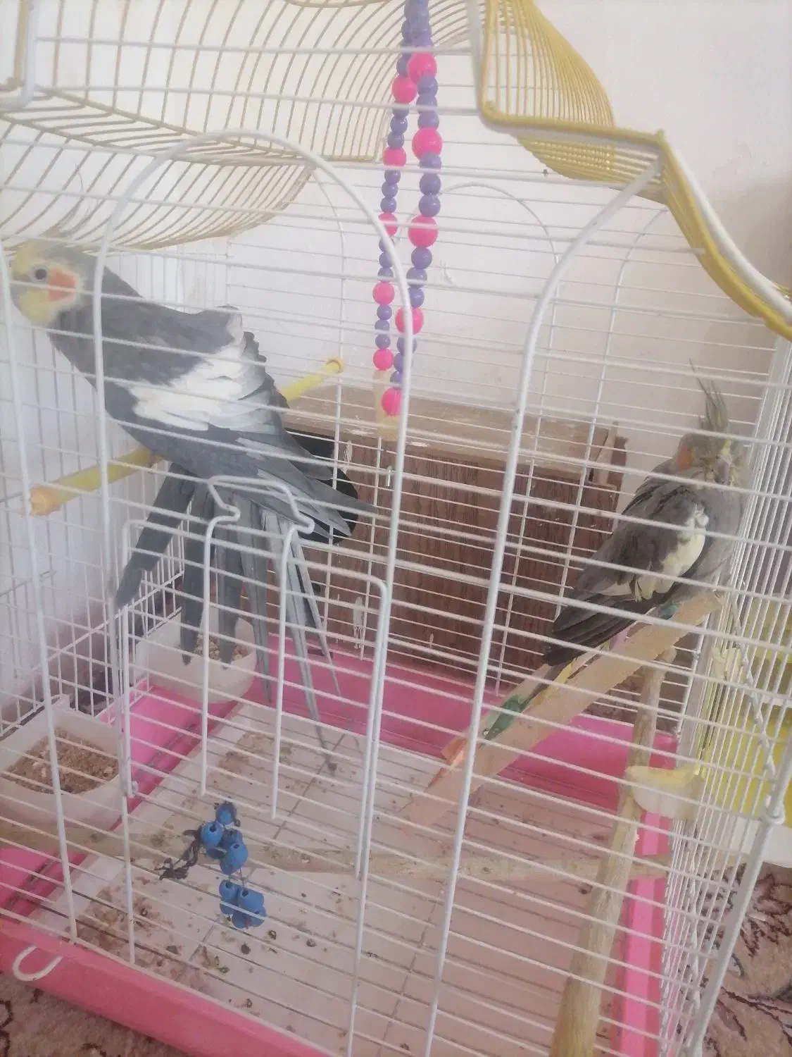 عروس هلندی|پرنده|سرپل ذهاب, |دیوار