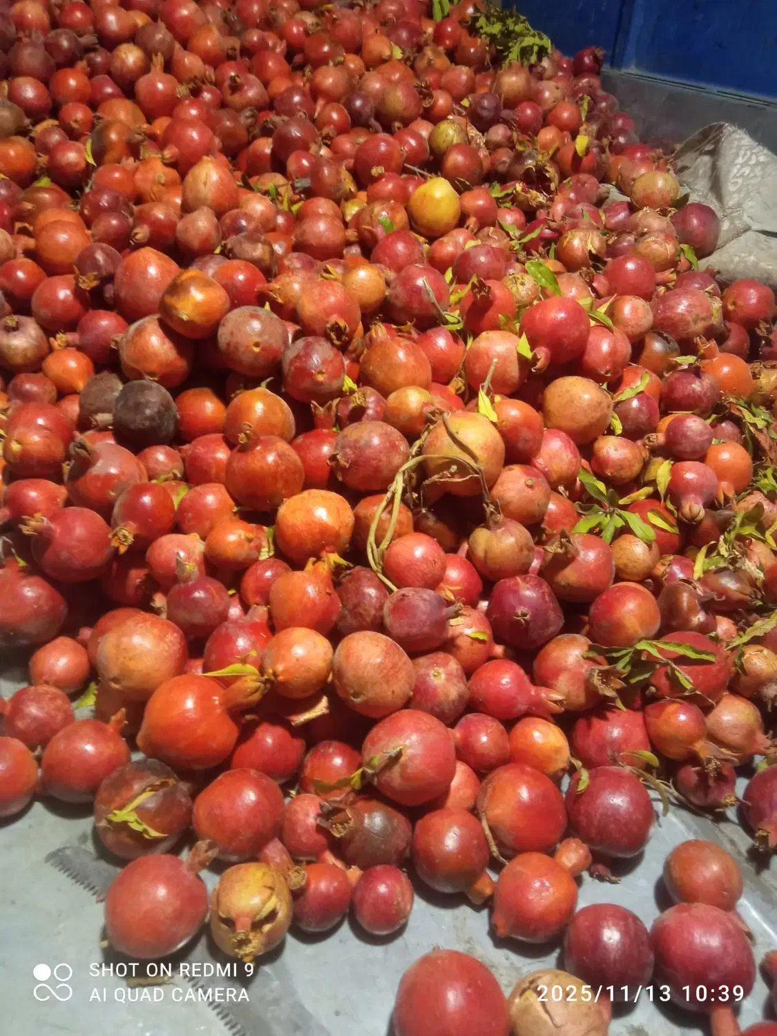 انار جاده ساوه هم خوراکی مجلسی وربی|عمدهفروشی|اسلامشهر, شهرک مصطفی خمینی|دیوار