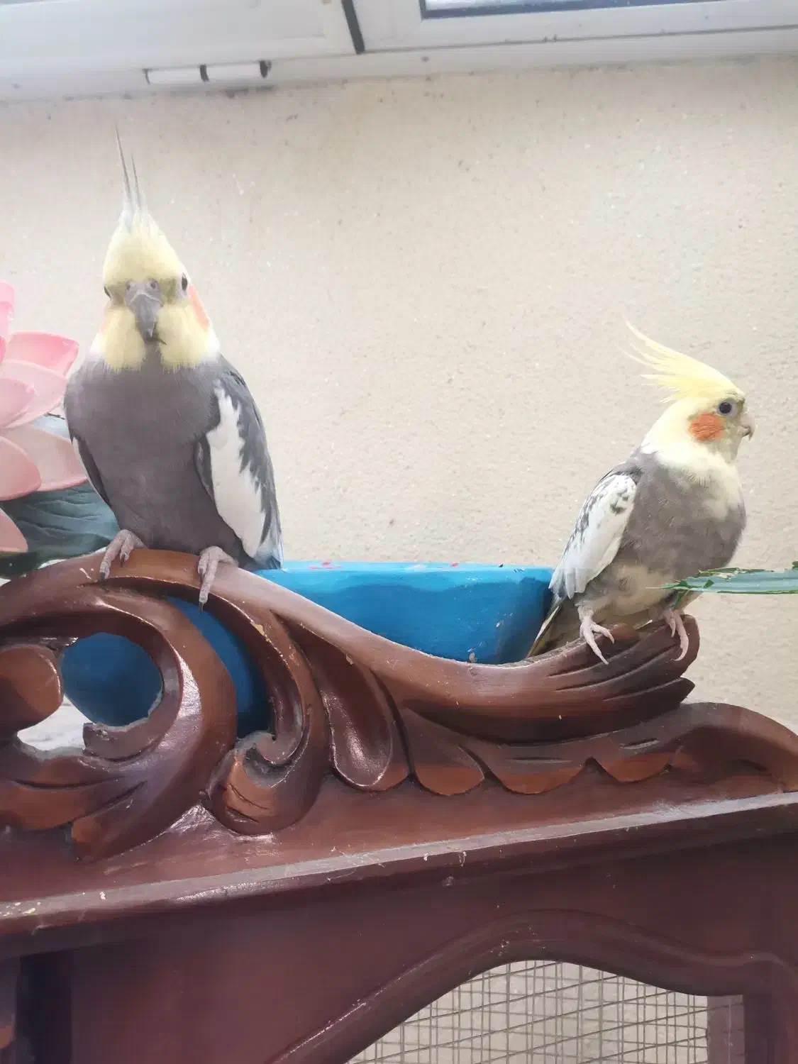 عروس طوطی|پرنده|تبریز, |دیوار