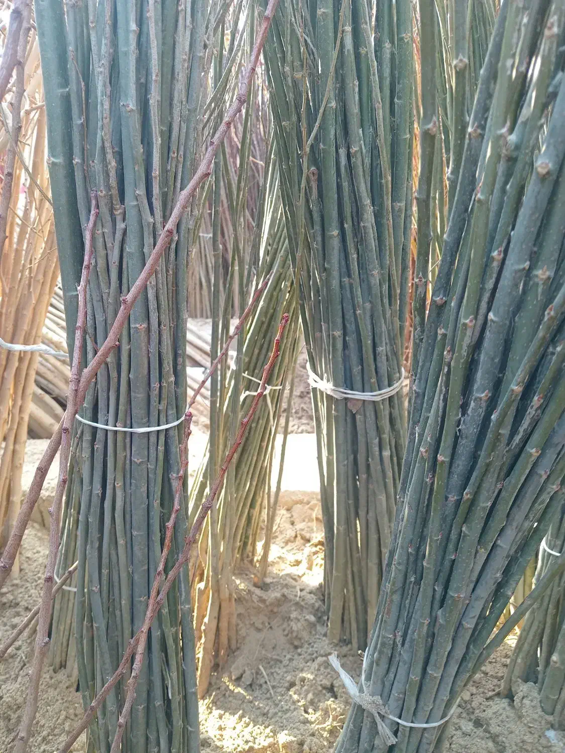 فروش نهال کبوده رشد سریع و مقاوم به سرما|خدمات باغبانی و درختکاری|سلماس, |دیوار