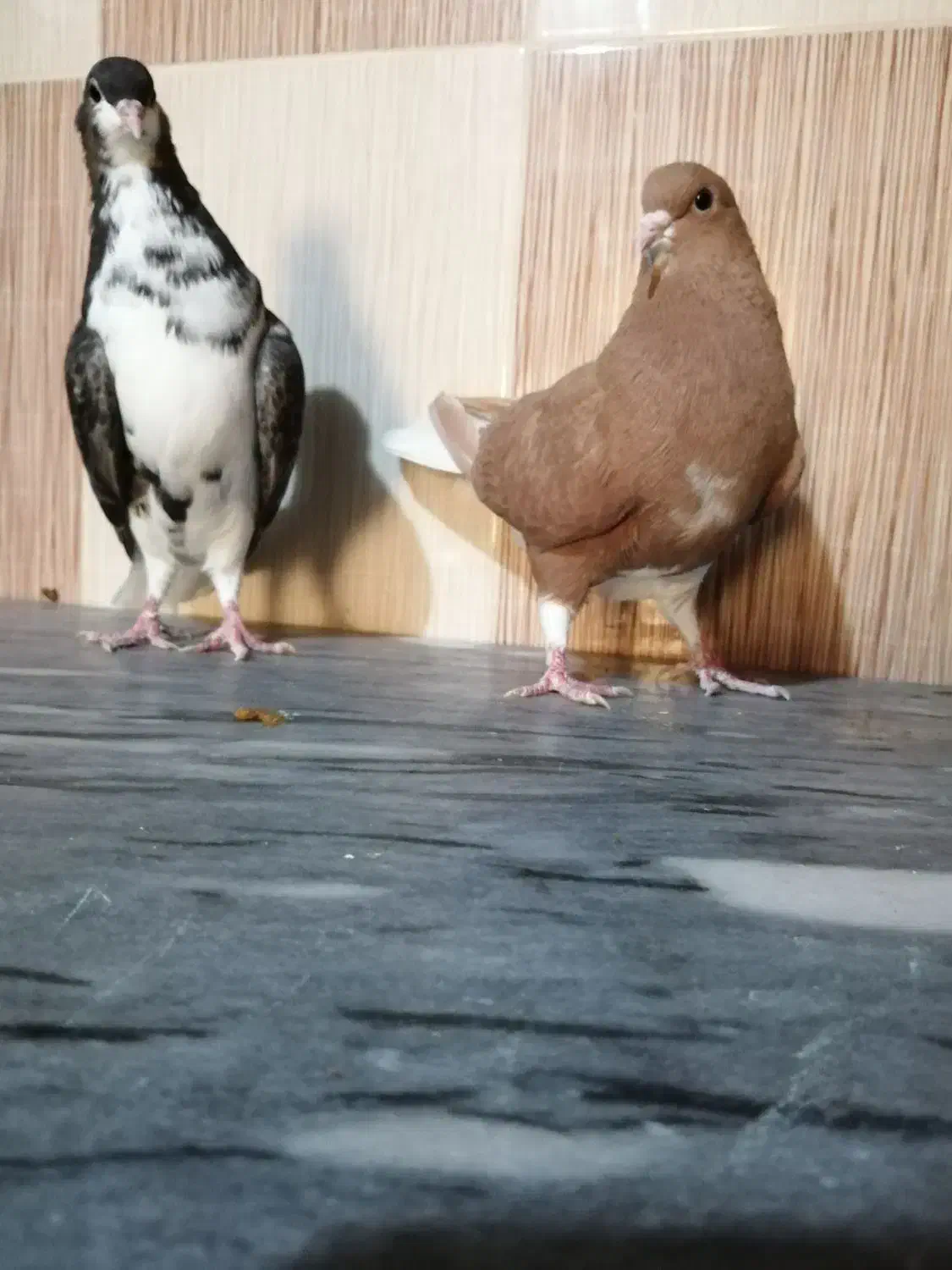 کبوتر دم سفید خوشرنگ وکله ای|پرنده|برازجان, |دیوار