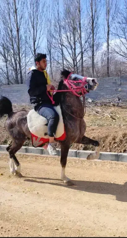 اسب|اسب و تجهیزات اسب‌سواری|شیراز, گویم|دیوار