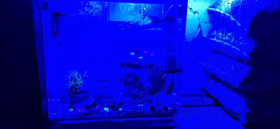 آکواریوم شیشه خم در حد نو به علت کمبودجا با  وسیله|ماهی|پاکدشت, پاکدشت (مامازند)|دیوار