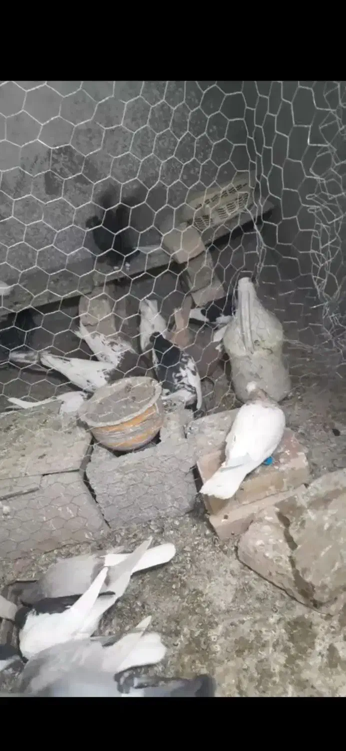 کبوتر دزدی|حیوانات|بردسکن, |دیوار